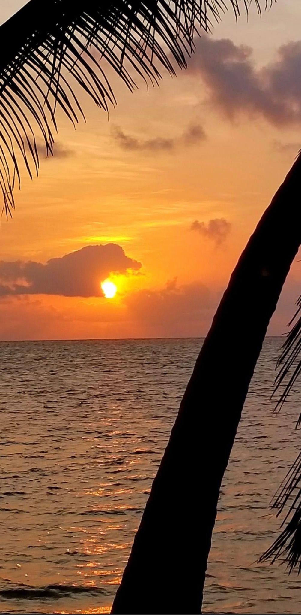 Golden sunset framed by palm trees